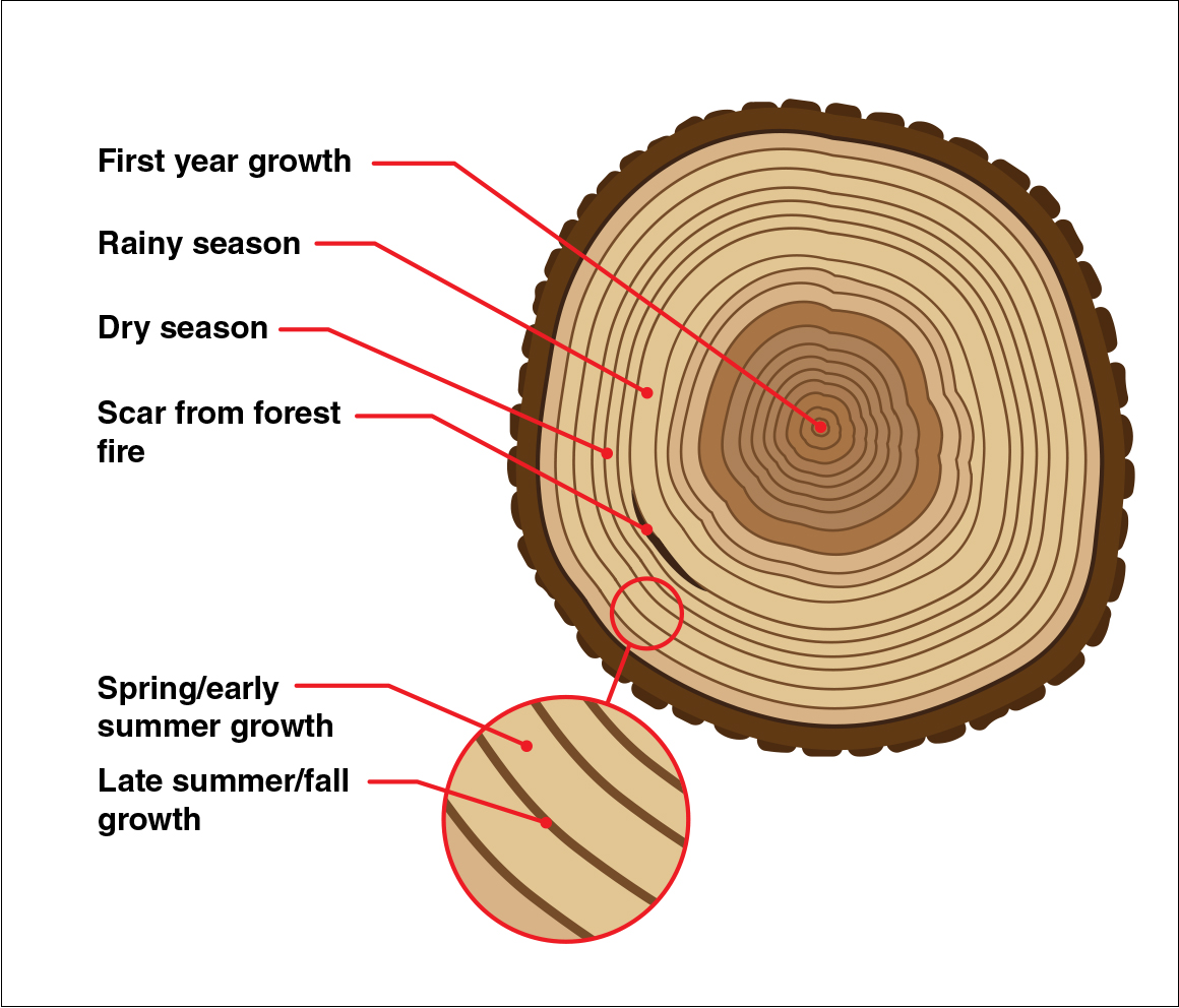 A crosscut of a tree showing rings labels show dry seasons and wet seasons