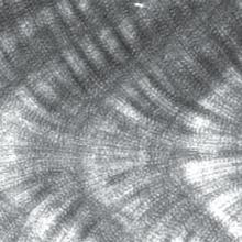 Coral image shows a series of wavy striped lines